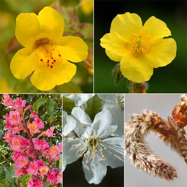 Montage image of the five flowers in Dr Bach's fear group - Mimulus, Rock Rose, Red Chestnut, Cherry Plum and Aspen