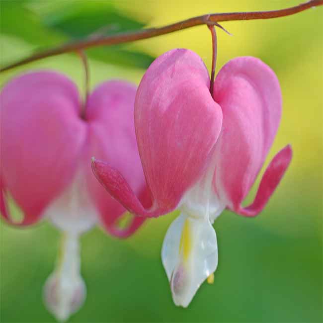 A picture of a Bleeding Heart flower
