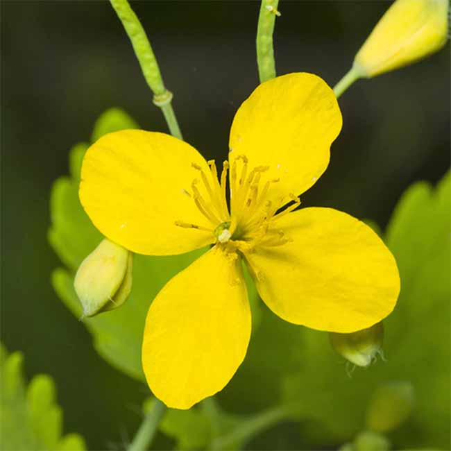 A picture of a Celandine flower