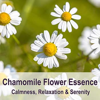 Chamomile flowers and text: Chamomile Flower Essence - calmness, Relaxation and serenity