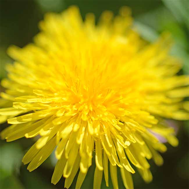 A picture of a Dandelion flower