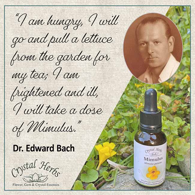 A quote from Dr Edward Bach, with text, a picture of Dr Bach and a picture of a bottle of Mimulus Bach remedy with a Mimulus flower