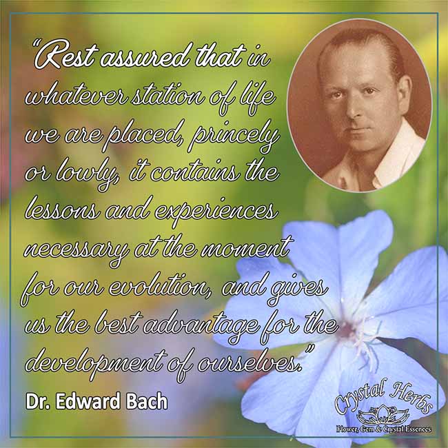 A quote from Dr Edward Bach, with text, a picture of Dr Bach and a picture of a Chicory flower
