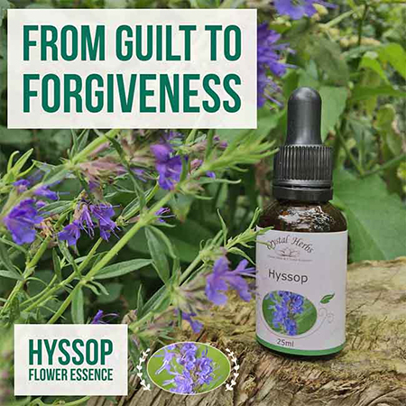 Hyssop flower and flower essence