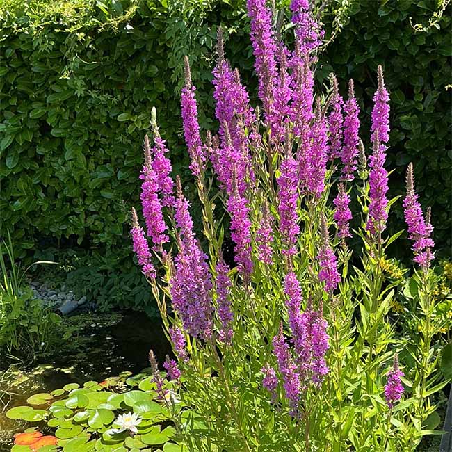 A picture of Loosestrife flowers growing at the edge of a pond at Crystal Herbs