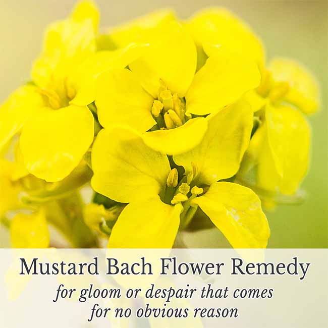 Picture of Mustard flowers and text Mustard Bach Flower Remedy for gloom or despair that comes for no obvious reason