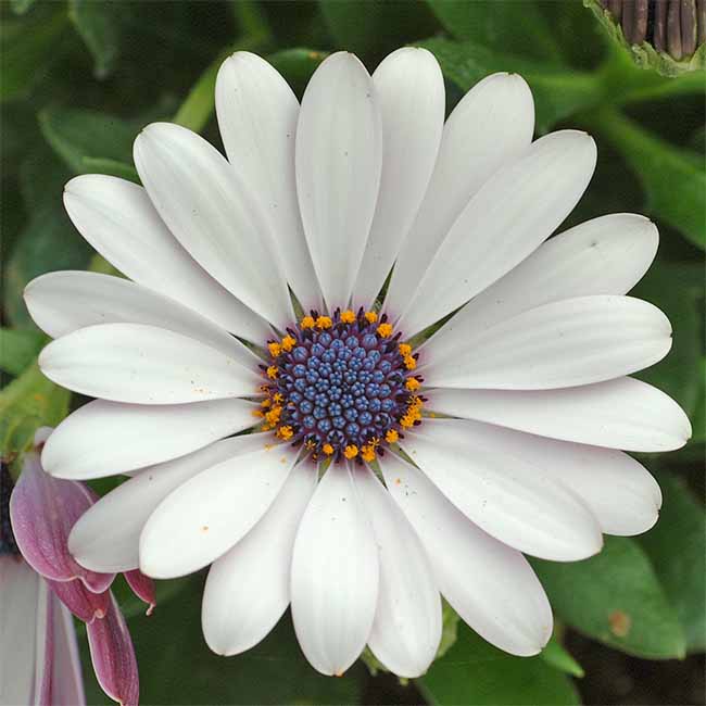 A picture of an Osteospermum flower