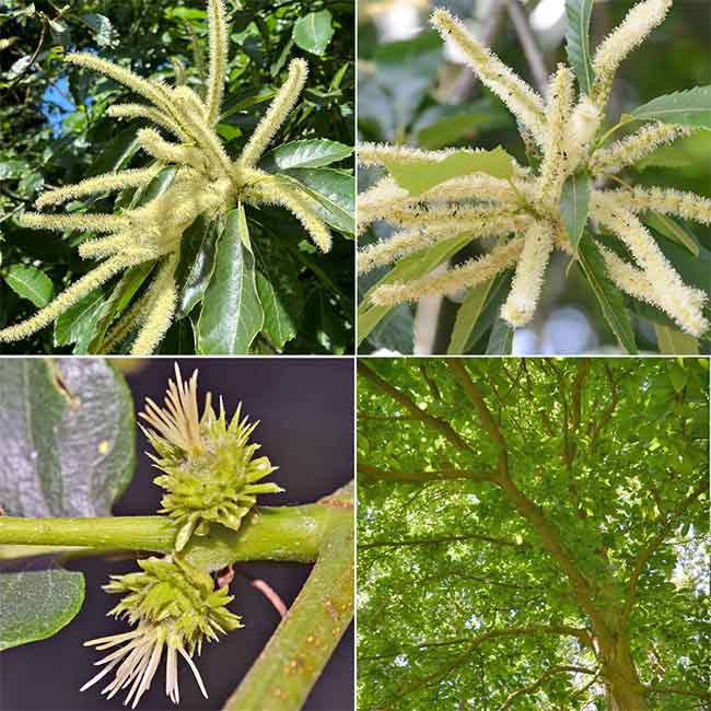 Montage image: Sweet Chestnut flowers - male and femail and a Sweet Chesnut tree