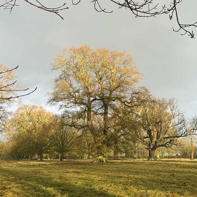 A beautiful tree bathed in sunlight near to us at Crystal Herbs