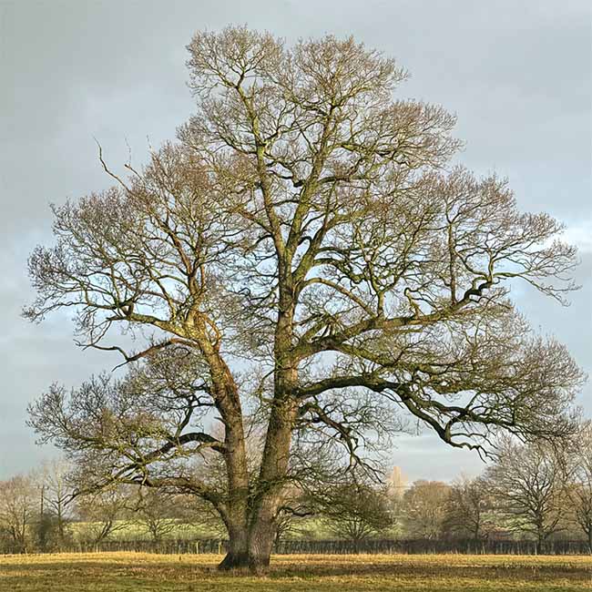 Another tree in winter sunlight near to us at Crystal Herbs