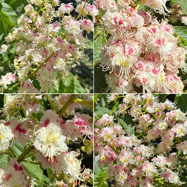 The White Chestnut Remedy & Flowers Montage of photos of the White Chestnut flowers that make the White Chestnut Bach Remedy
