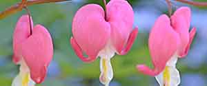 Bleeding Heart flowers