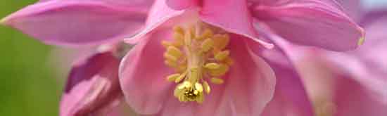 Columbine flower - explore our Single Flower Essences