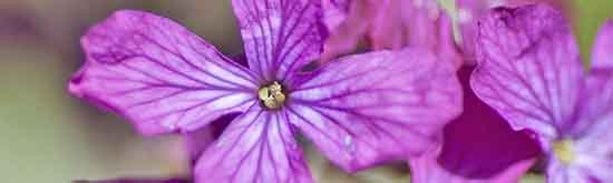Honesty Flowers