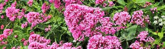 Karmic Flower Essences - close of Valerian flower