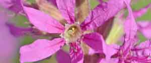 Picture of a Loosestrife flower