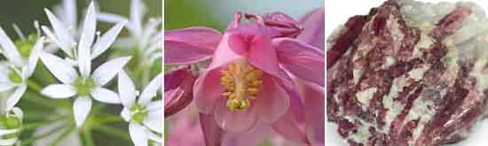 Flower Essences for the Inner Journey | Crystal Herbs