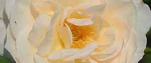 Perdita Rose Flower