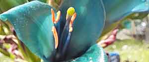 Puya flowers on a green background