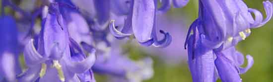 Bluebell flowers