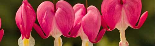 Bleeding Heart Flowers - four heart shaped red flowers