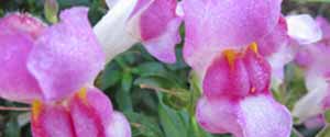 Snapdragon flowers