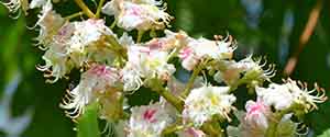 White Chestnut Flowers
