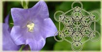 Flower & Cube