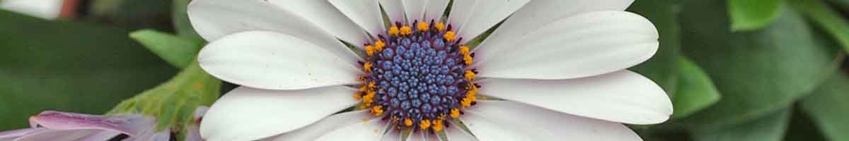 Osteospernum flower close up