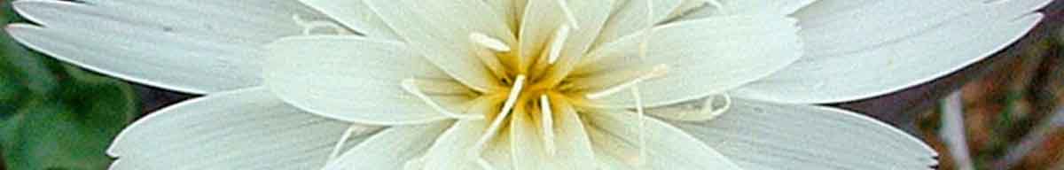 Chicory flower close up