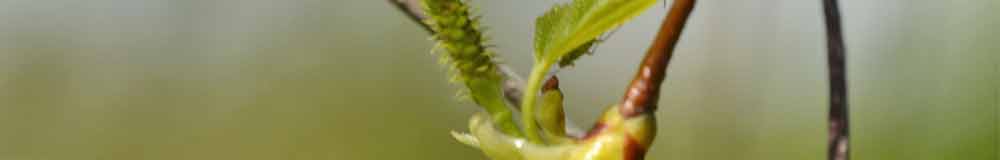 Silver Birch flower close up