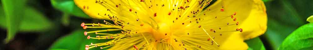 Rose of Sharon flower close up