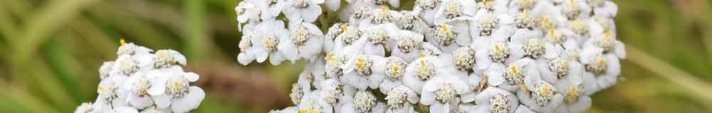 Skullcap flower close up