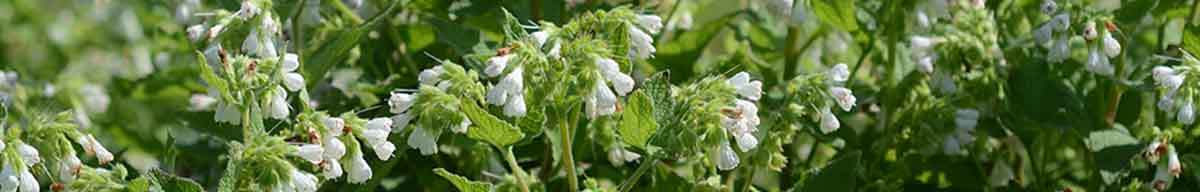 Comfrey Flowers