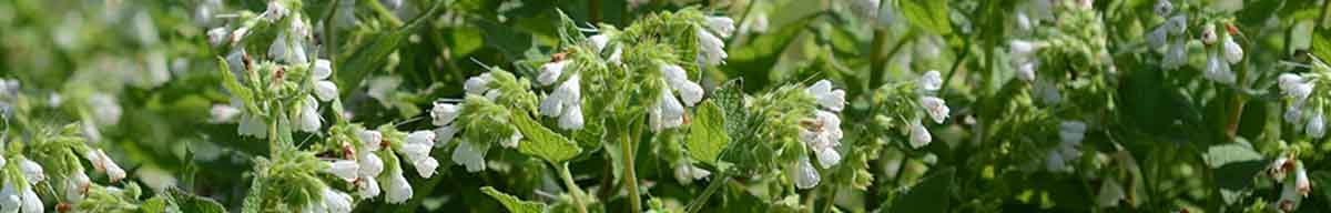 Comfrey Flowers