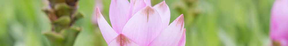 Curcuma flower close up