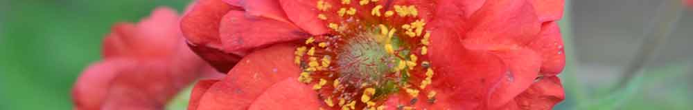 Geum flower close up