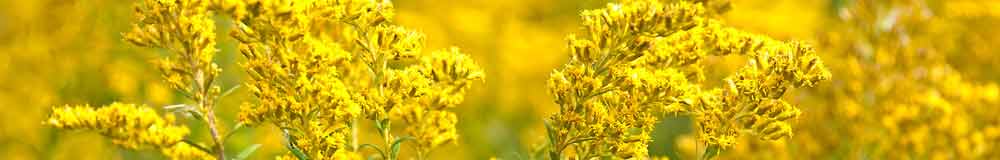 Golden Rod flower close up