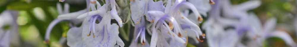 Rosemary flower close up