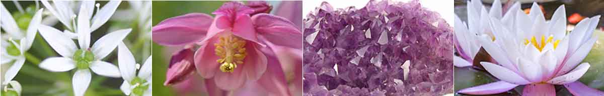 Custom Flower Essence Combinations - Garlic flower, Columbine flower, Quartz Amethyst and Lotus flower