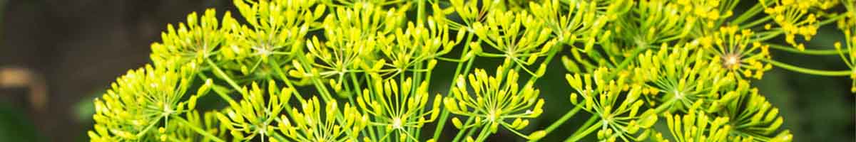 Dill flower close up
