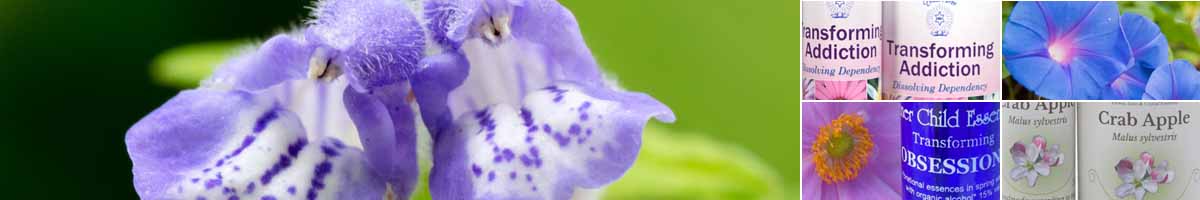Picture of a Skullcap flower, with bottles of Transforming Addictions Essence, Morning Glory flower, an Inner Child Obsessions Essences and bottles of Crab Apple Bach Flower Remedy