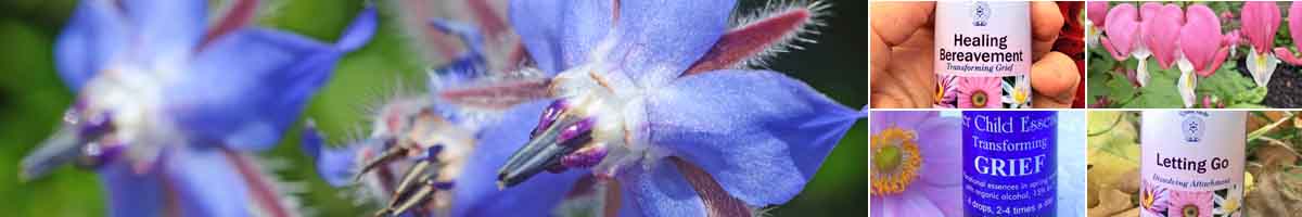 Picture of Borage flowers, with bottles of Healing Bereavement Essence, Bleeing Heart flowers, Inner Child Grief Essence and the Letting Go Essence