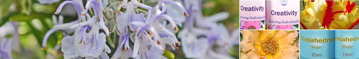Picture of a Rosemary flowers, with bottles of Creativity Essence, Flaming Parrot Tulip flower, a Just Joey Rose and two bottles of Icosahedron Essence