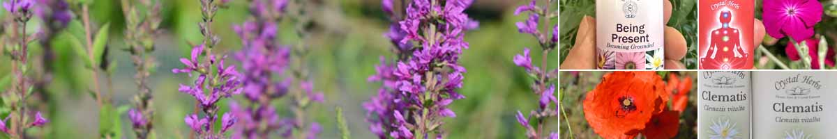 Picture of Loosestrife flowers, with a bottle of Being Present Essence, Base Chakra Essence, Poppy flowers and the Clematis Bach Flower Remedy