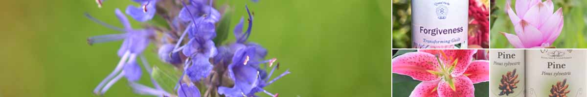 Picture of Hysoop flowers,  a bottle of Forgiveness Essence, a Curcuma flower, a Stargazer Lily and two bottles of Pine Bach Flower Remedy