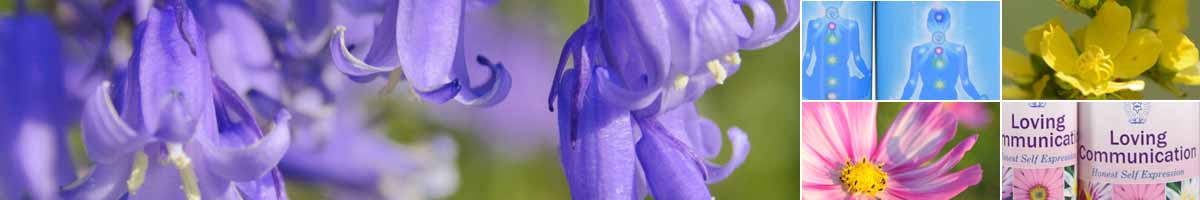 Picture of Bluebell flowers, with bottles of Throat Chakra Essence, Agrimony flowers, a Cosmos flower and bottles of the Loving Communications Essence