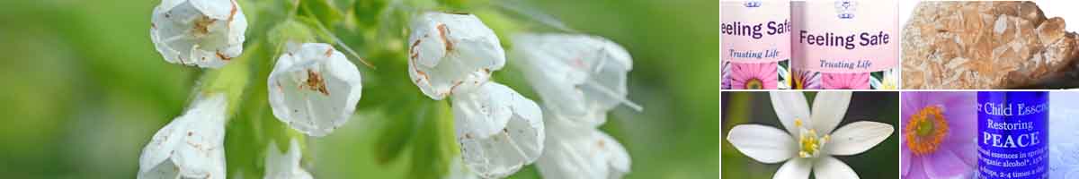 Picture of Comfrey flowers, with bottles of Feeling Safe Essence, Tangerine Quartz, a Star of Bethlehem flower and the Peace Inner Child Essence