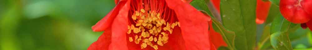 Pomegranate flower close up