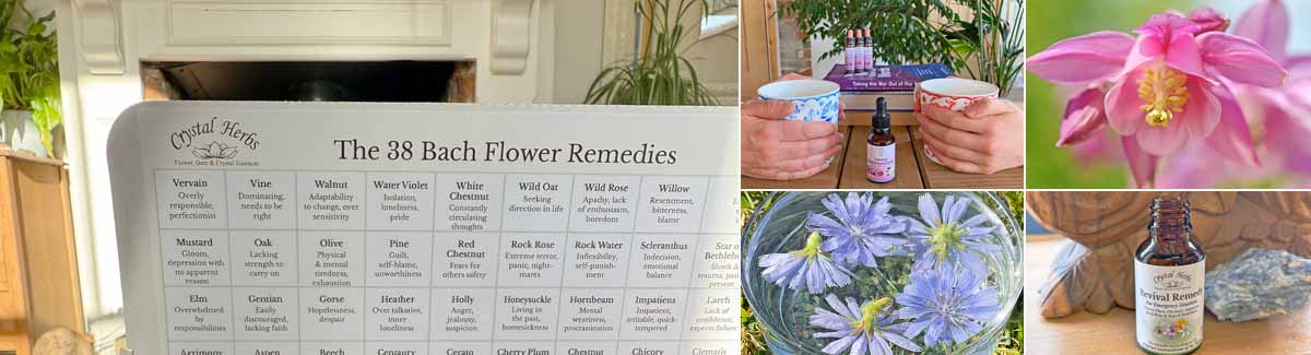 Montage image: Bach Flower Remedies in a living room, people dicussing essences over tea, a Columbine flower, flowers in a bowl of water and a bottle of Crystal Herbs Revival Remedy